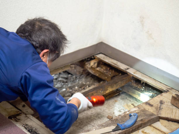 Best Crawl Space Mold Removal  in Columbus Junction, IA