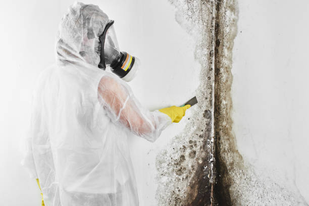 Best Commercial Mold Removal  in Columbus Junction, IA