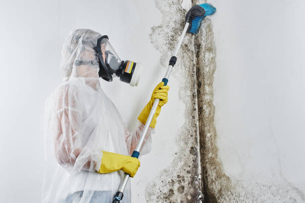 Best Mold Removal Process  in Columbus Junction, IA