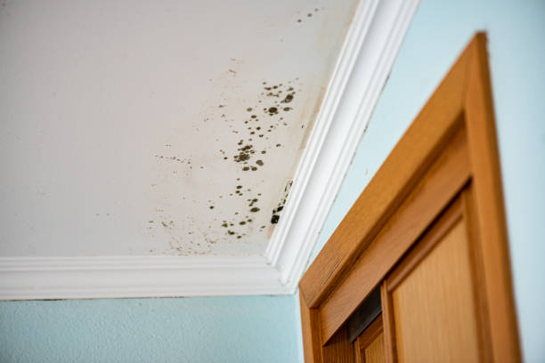 Best Mold Testing  in Columbus Junction, IA