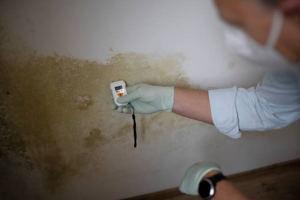 Best Best Mold Removal Companies  in Columbus Junction, IA