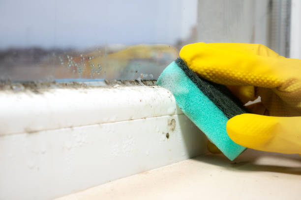 Best Mold Remediation Experts  in Columbus Junction, IA