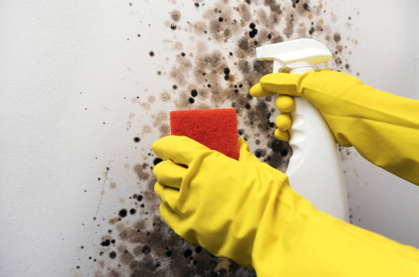Mold Testing and Removal in Columbus Junction, IA