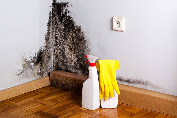 Best Attic Mold Removal  in Columbus Junction, IA