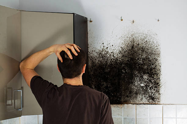 Best Home Mold Removal  in Columbus Junction, IA