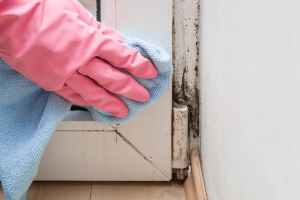 Trusted Columbus Junction, IA Mold Removal Experts