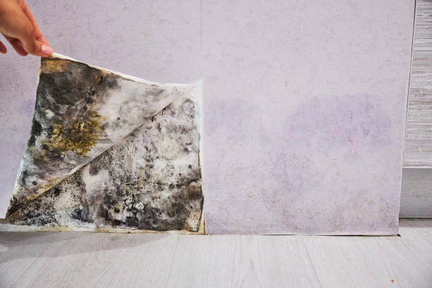 Best Mold Remediation Services  in Columbus Junction, IA